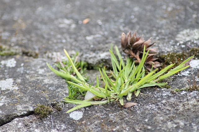 Free Grass Macro photo and picture