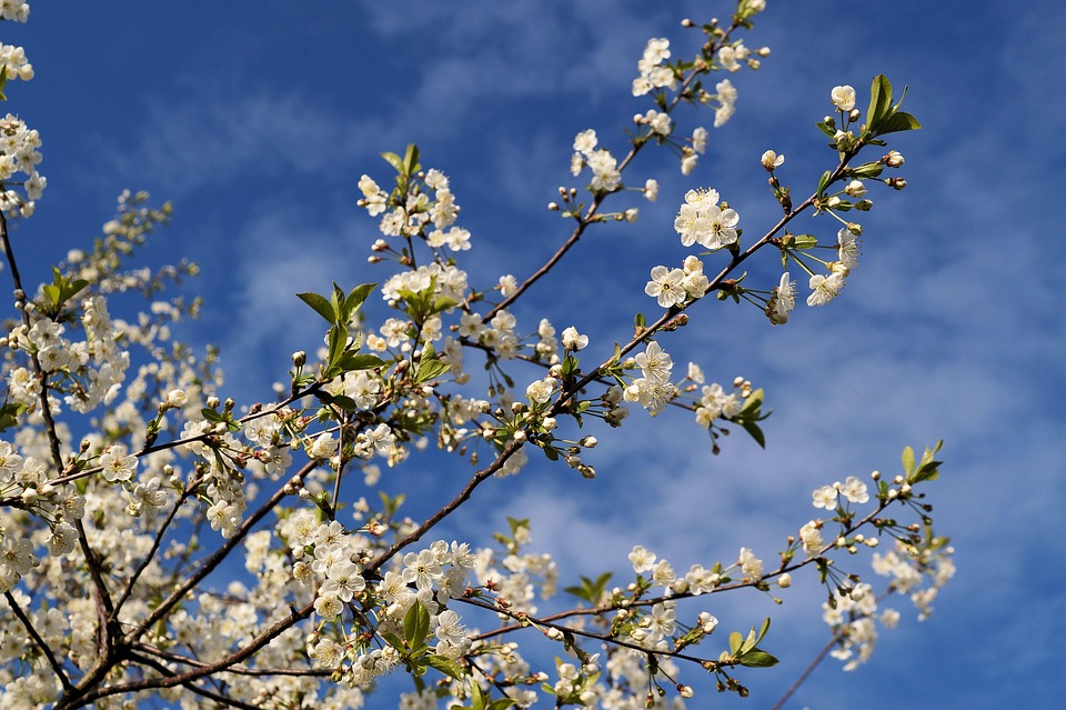 Japani Kirsikka Japanin Cherry Ilmainen Valokuva Pixabayssa