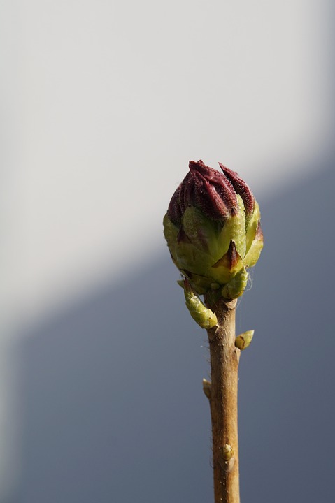 Spring Bud Single Bud Individually Drove - Free photo on Pixabay - Pixabay