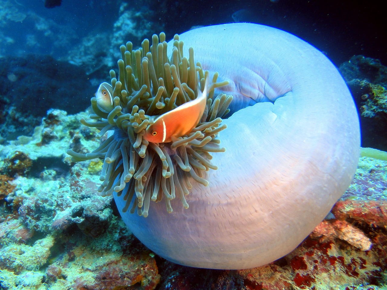 Clown Fish - free online jigsaw puzzle photo