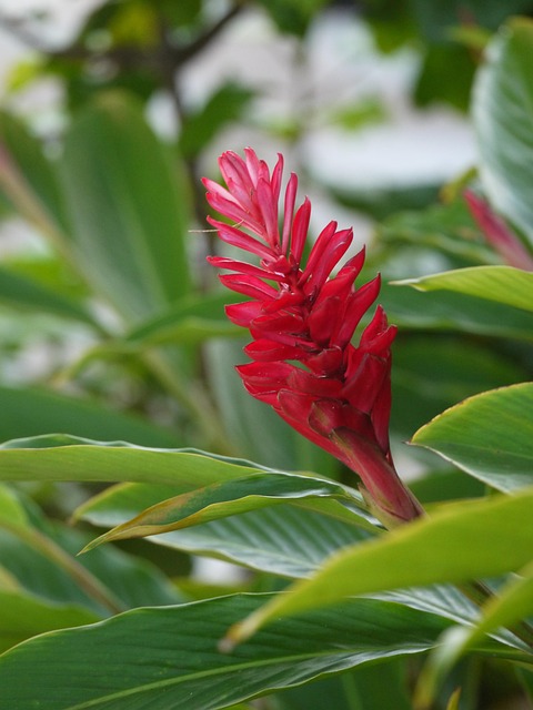 Free Red Flower photo and picture
