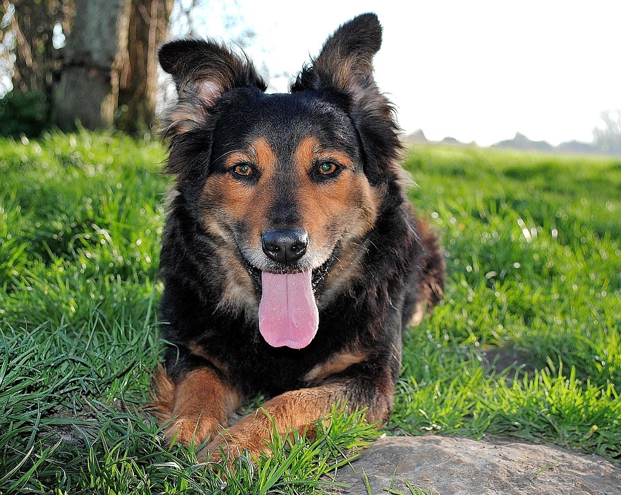 Hündin Hund Haustier · Kostenloses Foto auf Pixabay