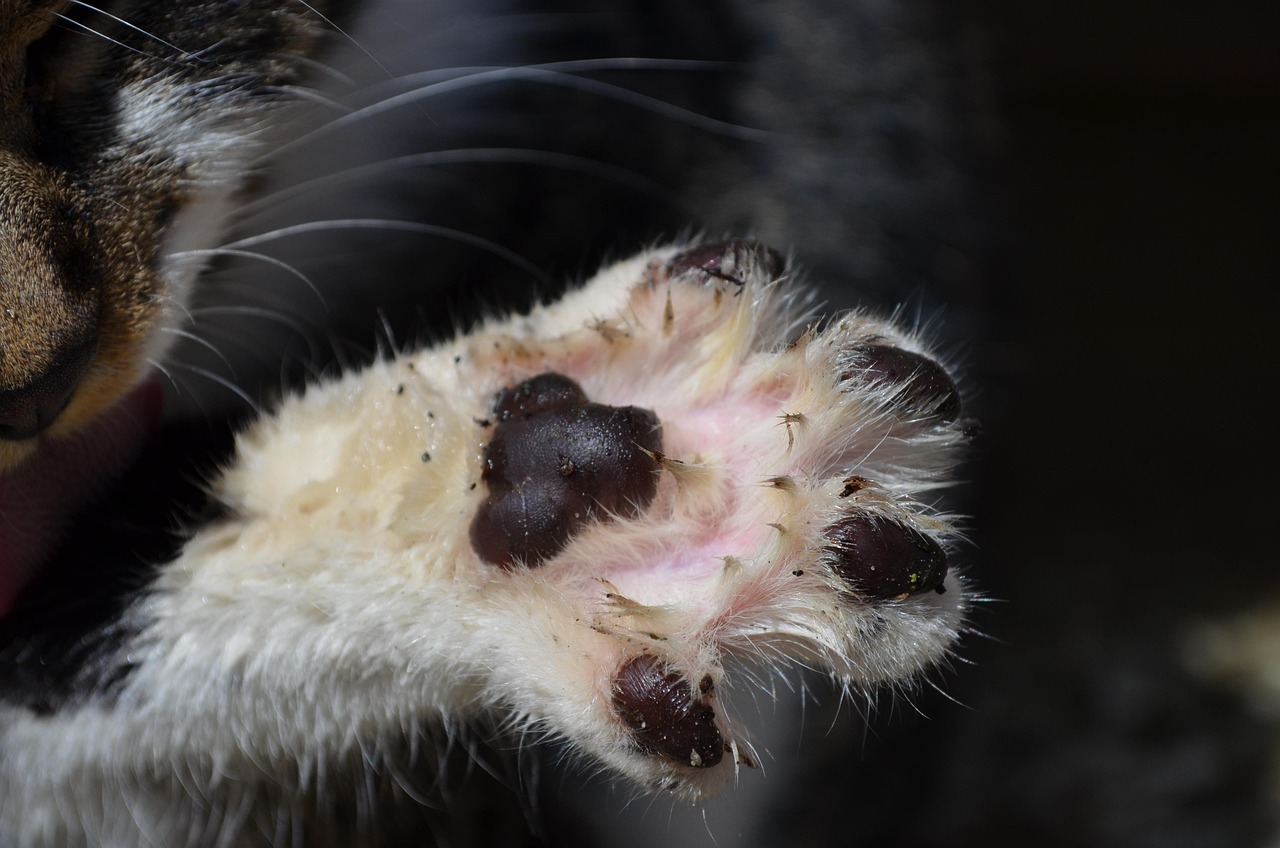 Cat'S Paw Mencetak - Foto gratis di Pixabay - Pixabay