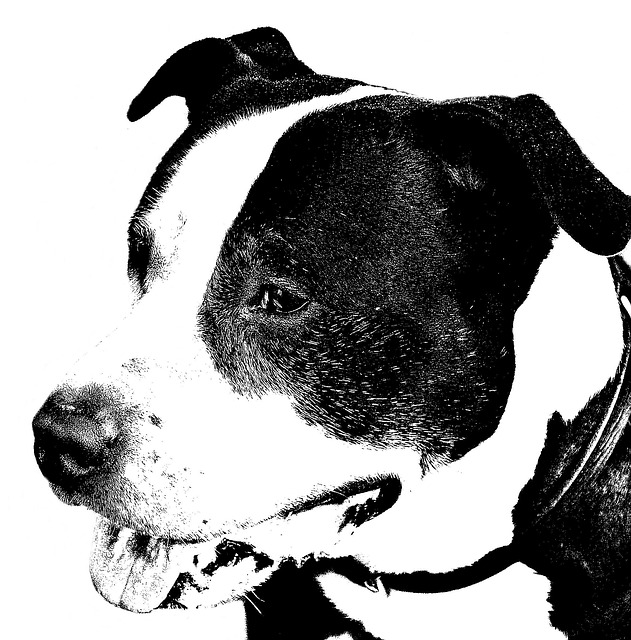 Free American Staffordshire Terrier Dog photo and picture