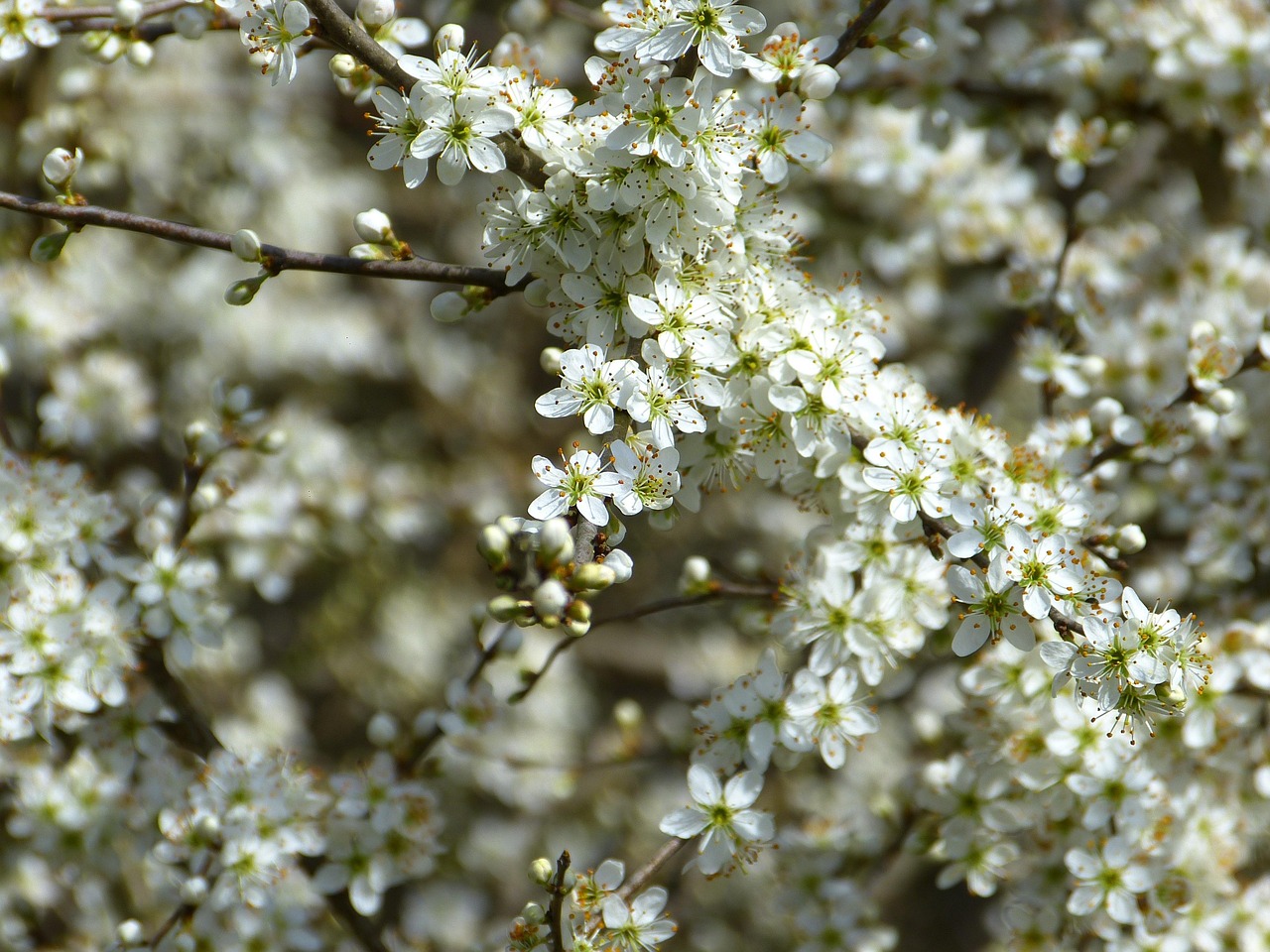 schlehe-schlehdorn-prunus-spinosa-kostenloses-foto-auf-pixabay
