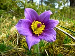 pasque flower, common pasque flower, pulsatilla vulgaris