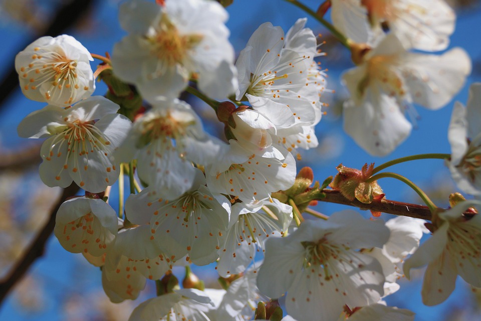 梨花 梨树 开花 - Pixabay上的免费照片 - Pixabay