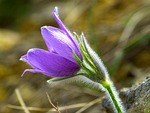 pasque flower, blossom, bloom