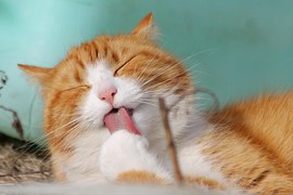 Cat, Sweet, Kitty, Animals, Feline