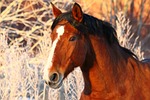 horse, gelding, half-breed