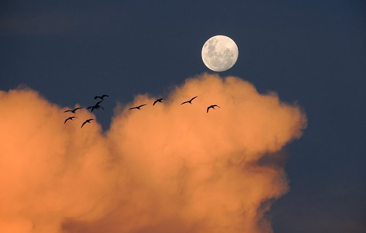 月, 空, 雲, 日, 鳥類, 1 日の