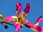 kapok tree, ceiba pentandra, pochote