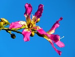 kapok tree, ceiba pentandra, pochote