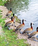 white-faced whistling duck, dendrocygna viduata, duck