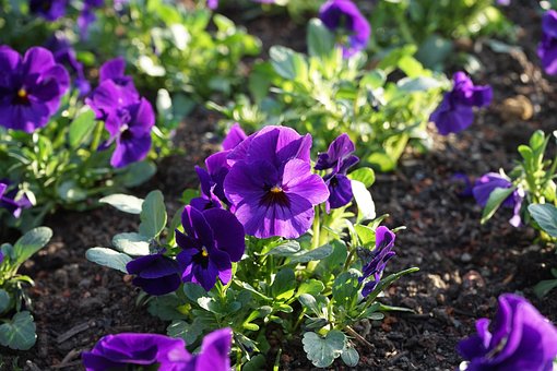 Penséer, Blomma, Blomning, Violett