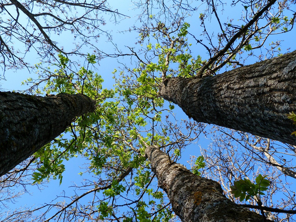 Bomen Natuur Lente · Free photo on Pixabay Bomen Natuur Lente · Free photo on Pixabay