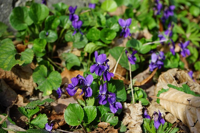 Free Fragrant Violets Viola Odorata photo and picture