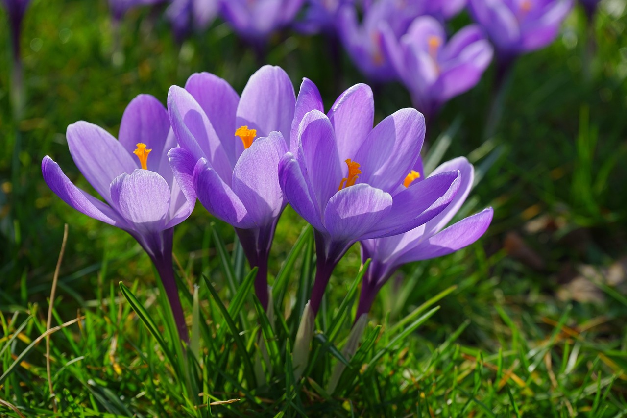 Krokus Bloemen Plant Het · Gratis foto op Pixabay