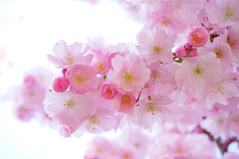 Japanese Cherry Trees, Flowers