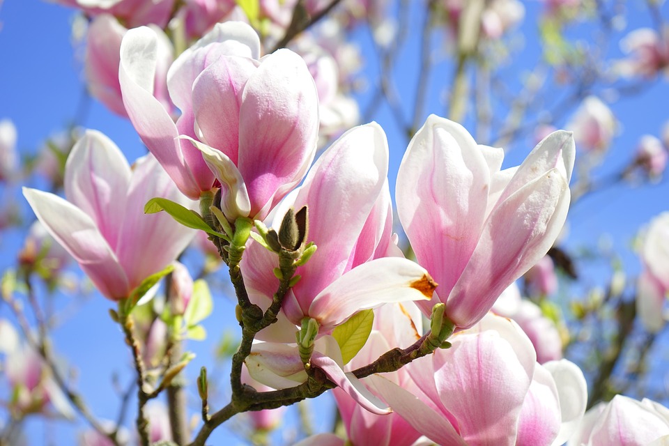 Magnolia Blomma Blommor Gratis Foto P Pixabay Magnolia Blomma Blommor Gratis Foto P Pixabay