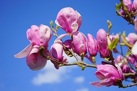 Magnolia, Magnolia Blossom, Blossom