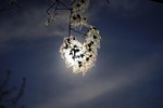 clematis vitalba, back light, sun