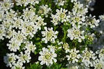 evergreen candytuft, flowers, white