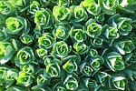 magnificent fat hen, stonecrop, leaves