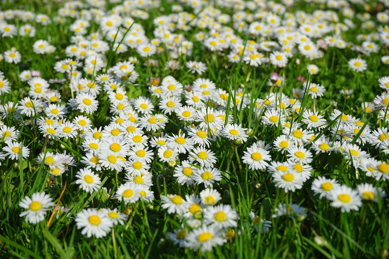 Daisy Flower Blossom Bloom White Bellis Ph Daisy Flower Blossom Bloom White Bellis Ph