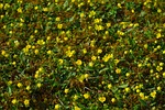 gold strawberry, ground cover, flower