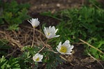 forest-translucent poppy, blossom, bloom