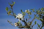 star magnolie, magnolia, blossom