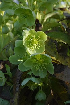 Corsican Hellebore, Hellebore, Blossom