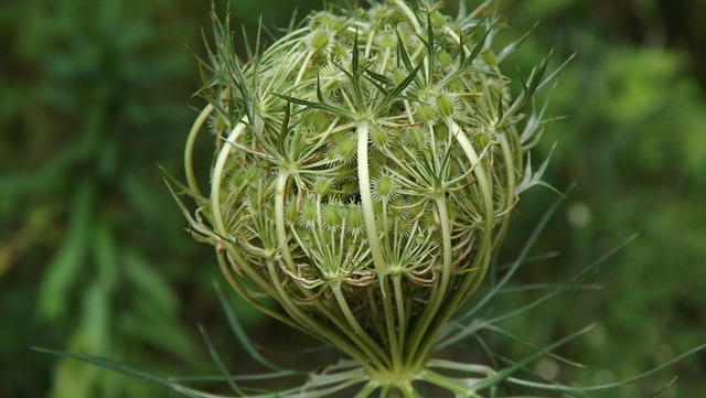 Free Queen Anne'S Lace Flower photo and picture