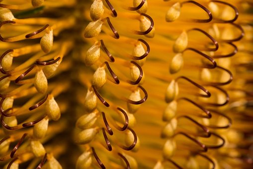 Banksia, Flower, Australia, Close-Up