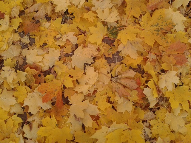 Free Autumn Leaves photo and picture