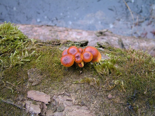 Free Mushroom Toadstools photo and picture
