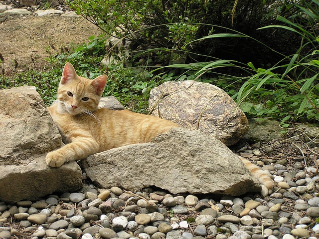 Free Cat Domestic Cat photo and picture