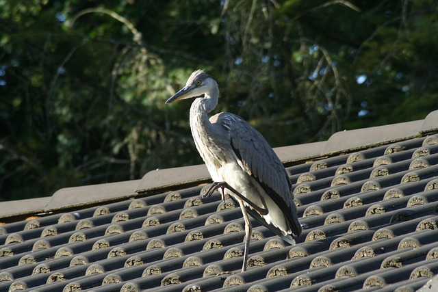 Free Heron Bird photo and picture