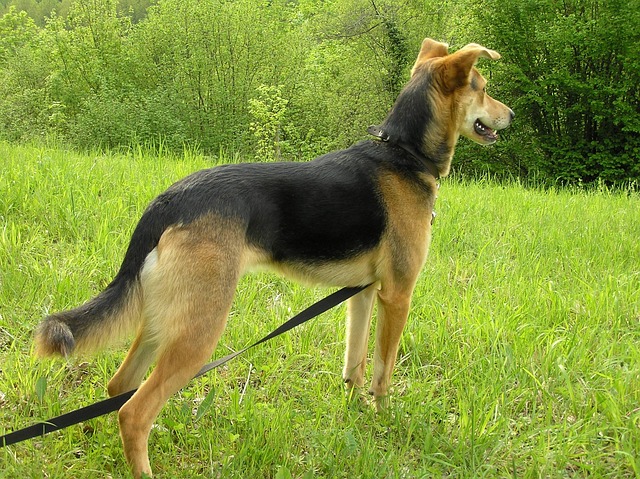 Free Dog Hybrid photo and picture