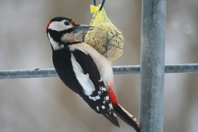 Free Great Spotted Woodpecker Animals photo and picture