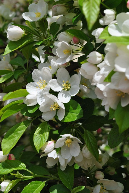 Free Cherry Tree Cherry Blossom photo and picture