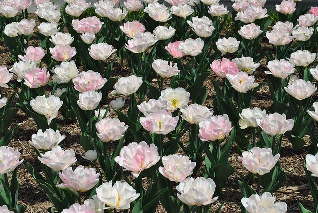 Free Tulips Flowers photo and picture