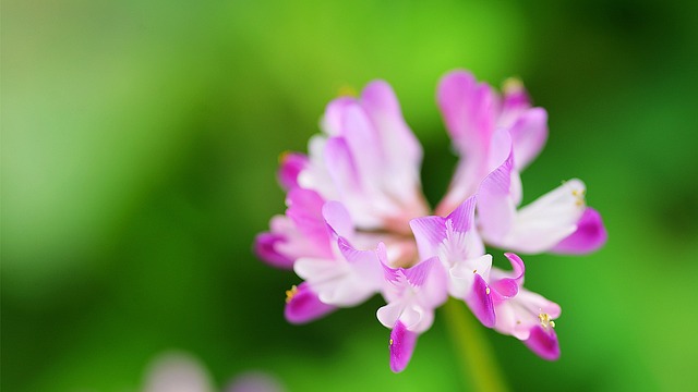 Free Flower Wallpaper 4K photo and picture