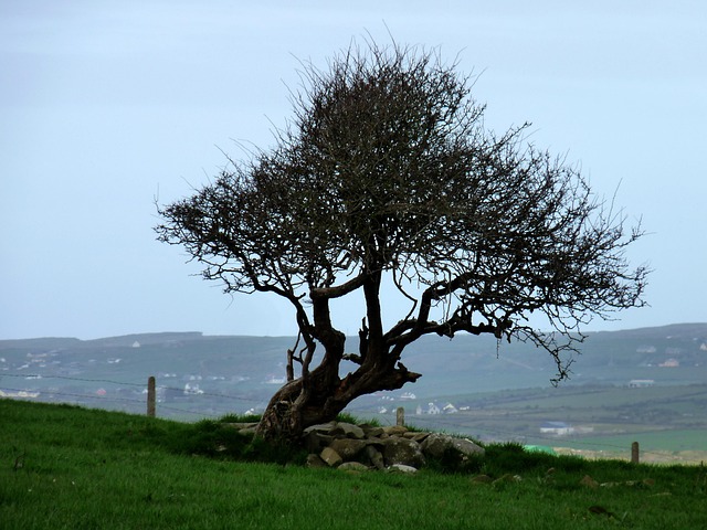 Free Branch Winter photo and picture