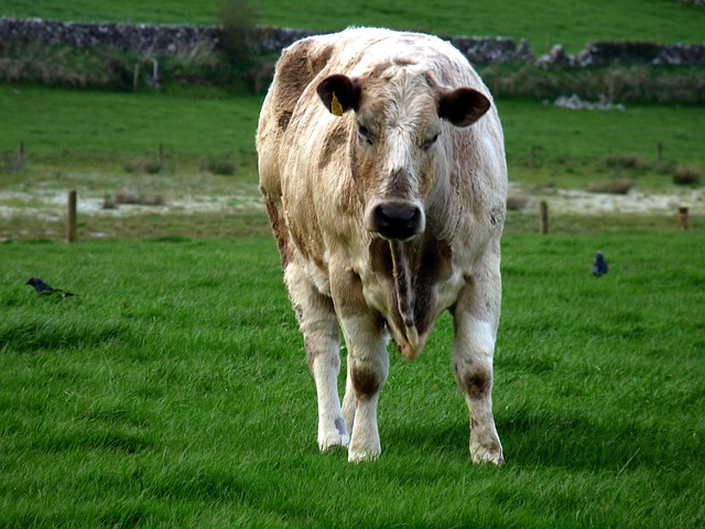 Free Cattle Animal photo and picture