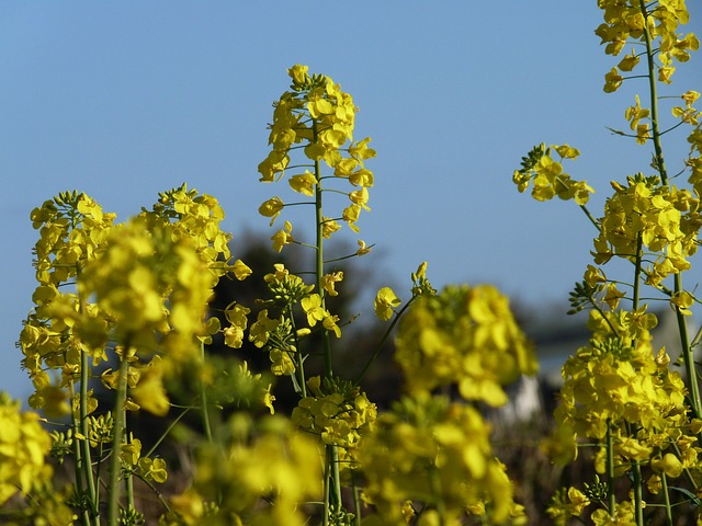 Free Mustard Plant photo and picture