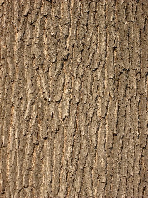Free Oak Bark Tree Bark photo and picture