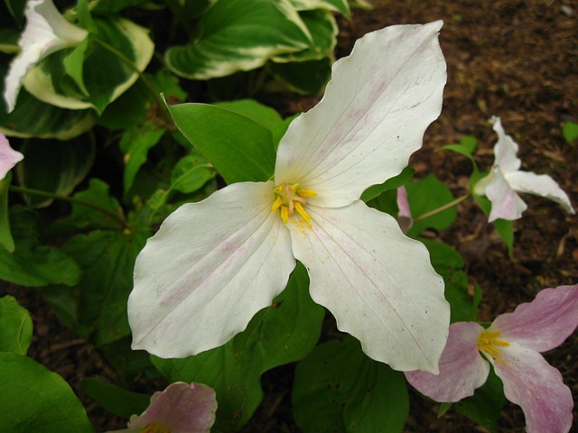 Free Trillium Flower photo and picture