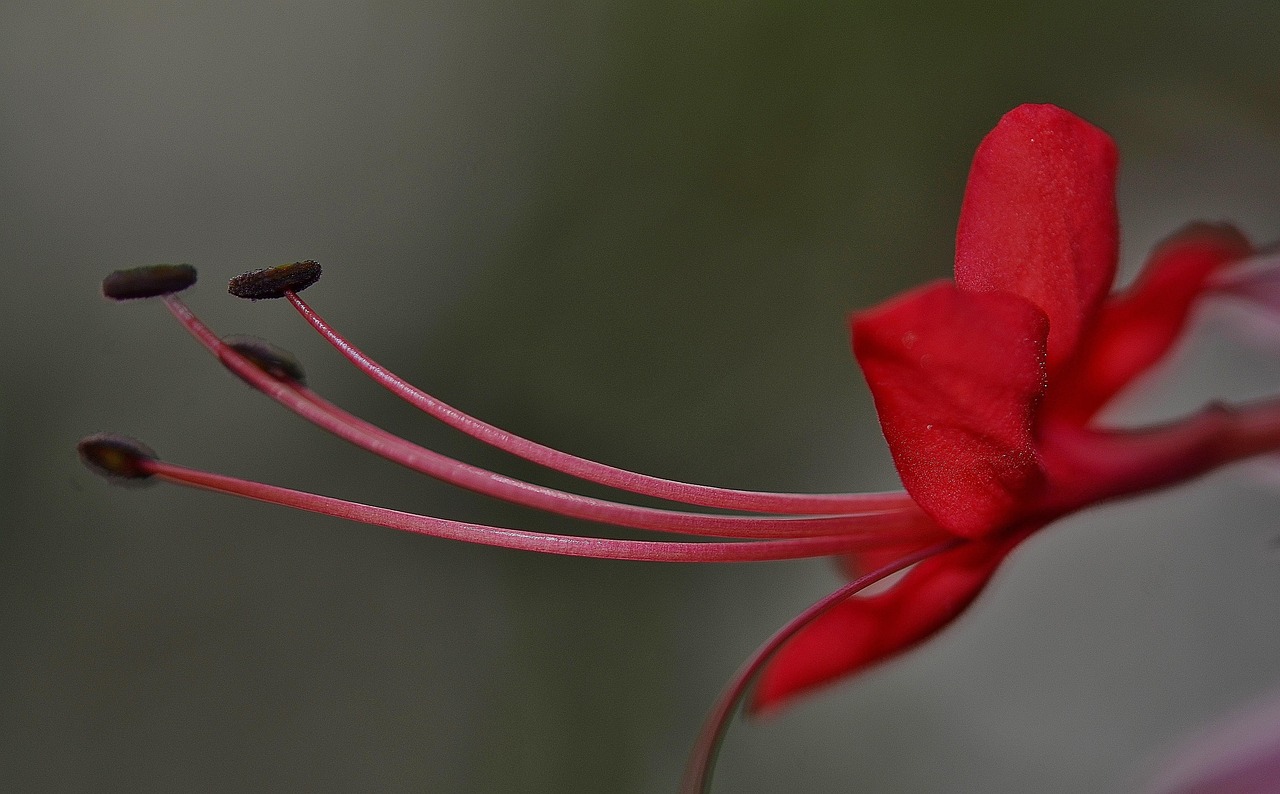 Hibiscus - free online jigsaw puzzle photo